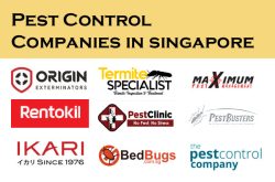 Pest Control Company in Singapore