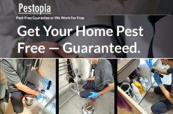 Pestopia Pest Control Singapore